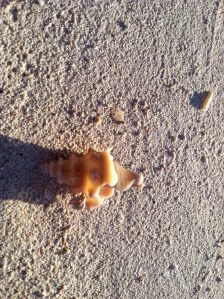 One of the many delights on the beach.